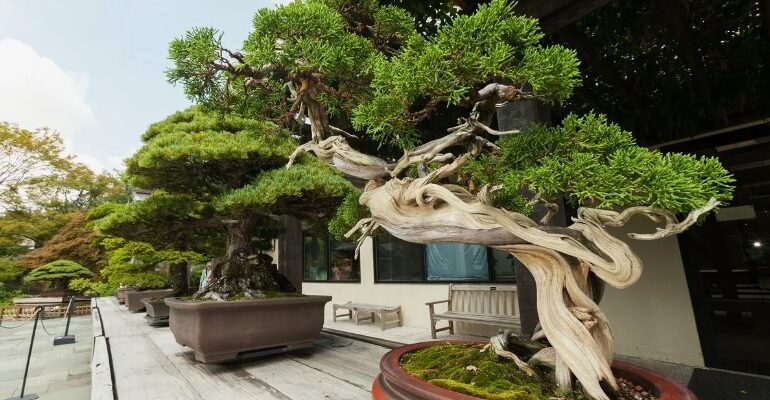 Бонсай: Що це таке? ТОП-20 цікавих фактів про мистецтво вирощування дерев