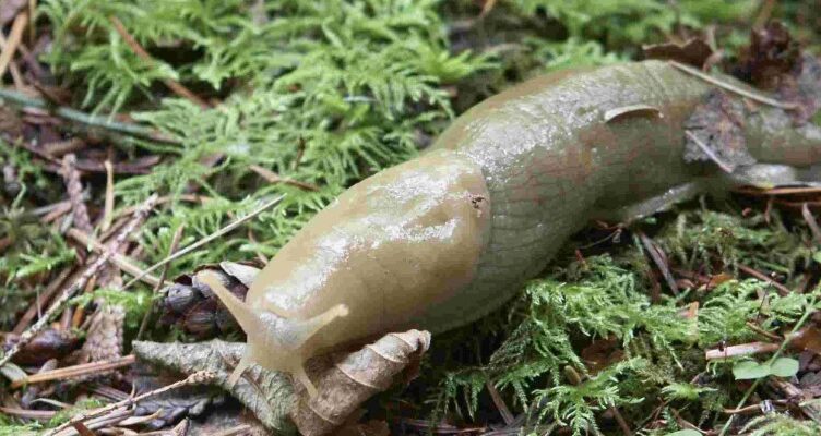 Редуценти: невидимі герої екосистем та їх роль у природі