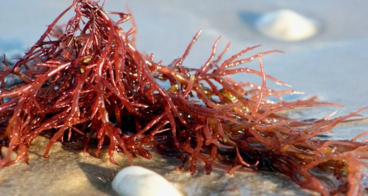 Агар-агар: детальне пояснення, застосування та використання у кулінарії