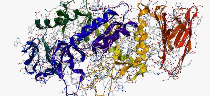 Амілаза: Визначення, функції та значення для організму людини