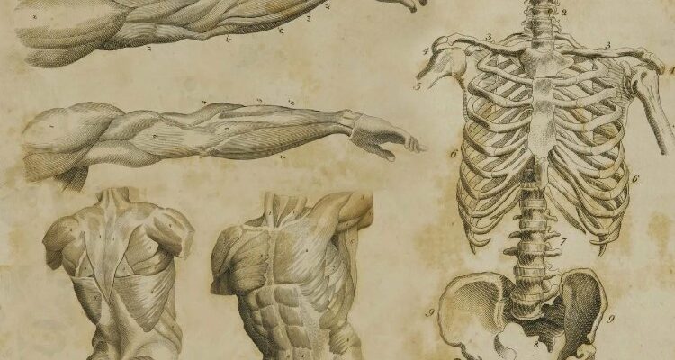 Розуміння анатомії: що це таке і чому вона важлива для людства?