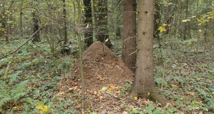 Біологічна система: визначення, складові та значення для життя