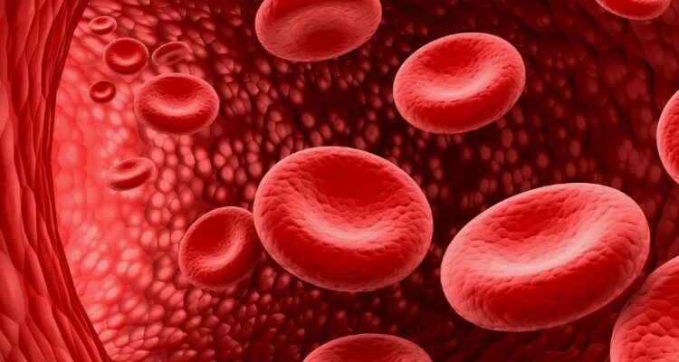 Еритроцити: функції, значення та роль у здоров’ї організму людини