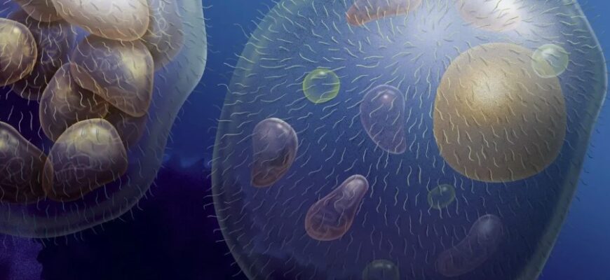 Що таке еукаріоти: Визначення, структура та основні особливості