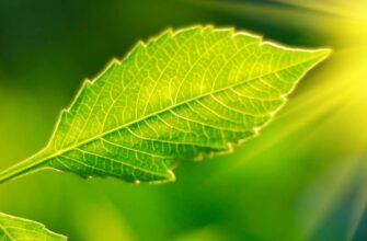 Фотосинтез: Основи процесу та його значення для життя на Землі Фотосинтез: Основи процесу та його значення для життя на Землі