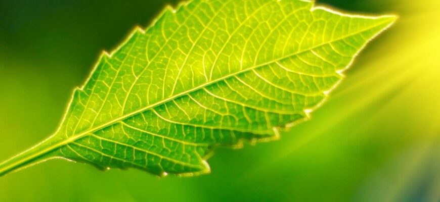 Фотосинтез: Основи процесу та його значення для життя на Землі