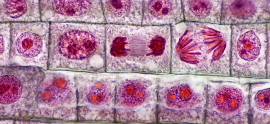 Гаметогенез: процес утворення статевих клітин у людини та тварин