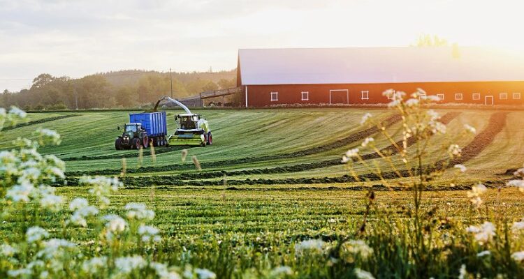 Що таке газда: значення слова та роль у українській культурі