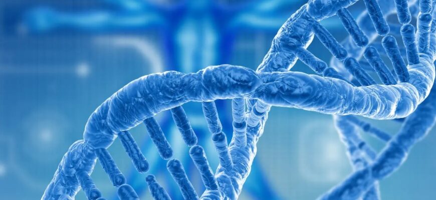 Генотип: Визначення, Особливості та Значення в Житті Людини