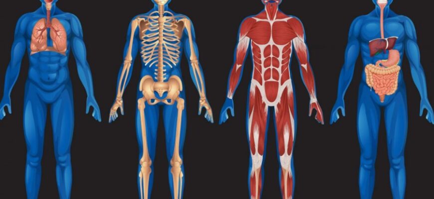 Гомеостаз: визначення, основні механізми та значення для організму