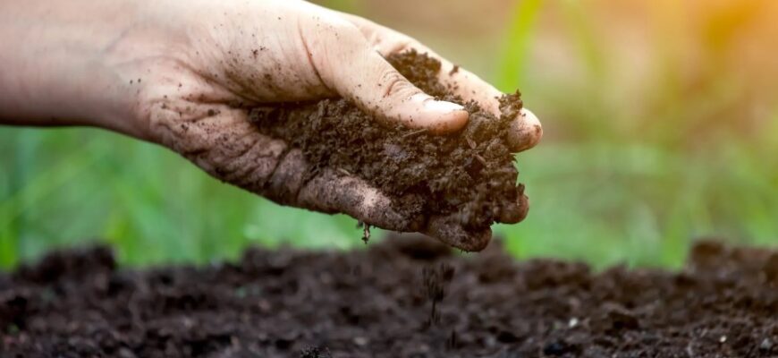 Що таке ґрунт: основні характеристики та значення для екосистеми