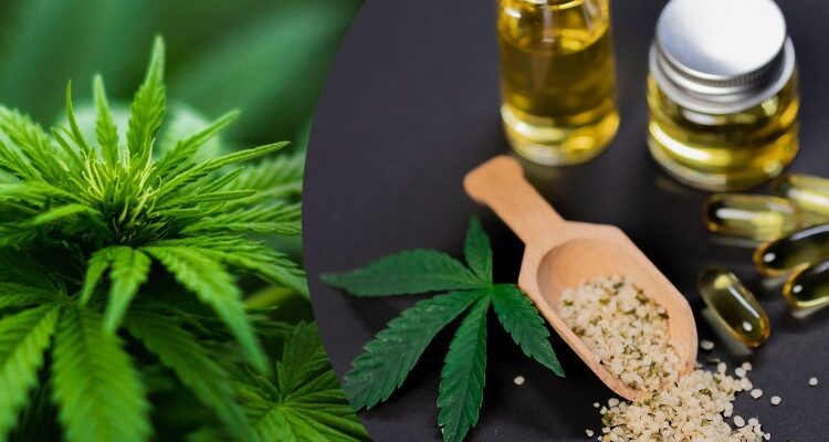 Канабіс: Визначення, використання та законодавчі аспекти в Україні