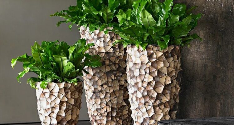 Кашпо: Визначення, Використання та Переваги для Ваших Рослин