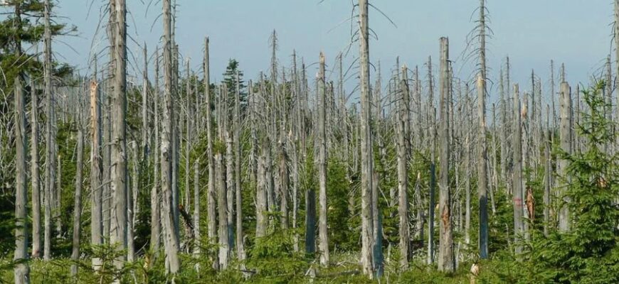 Кислотні Дощі: Причини, Наслідки та Захист довкілля від Небезпеки