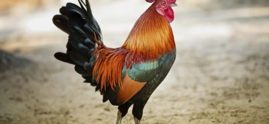 Що таке когут: розкриття значення та особливостей української народної фігури