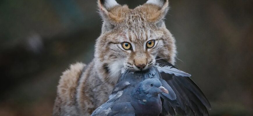 Консументи: Хто вони та яку роль грають в екосистемі планети?