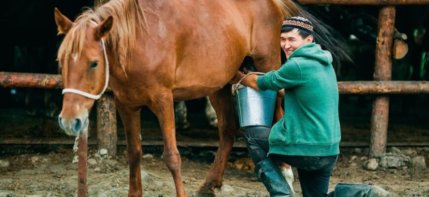 Кумис: Секрети приготування та користь цього традиційного напою