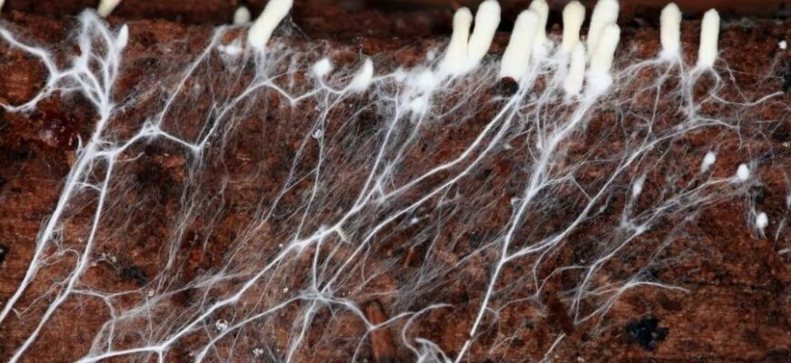 Міцелій гриба: Визначення, функції та значення у природі та медицині