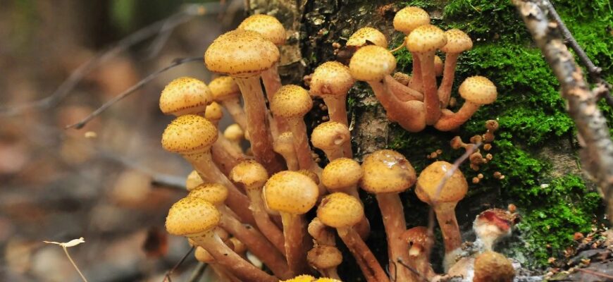 Що таке мікориза: важливість симбіозу грибів і рослин для грунту