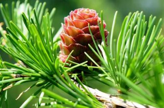 Все про модрину: властивості, користь та застосування в будівництві