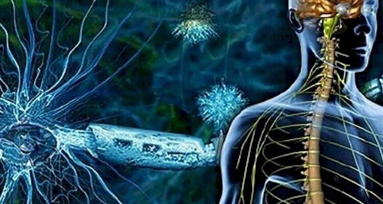 Нервова система людини: структура, функції та основні особливості