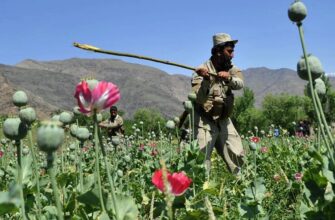 Опіум: походження, використання та його вплив на суспільство і здоров’я Опіум: походження, використання та його вплив на суспільство і здоров’я