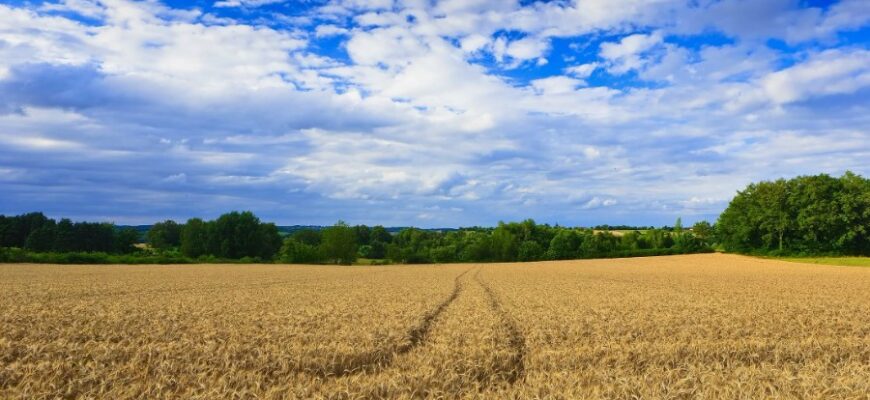 Поле: Визначення, Типи Та Значення Для Природи І Людства