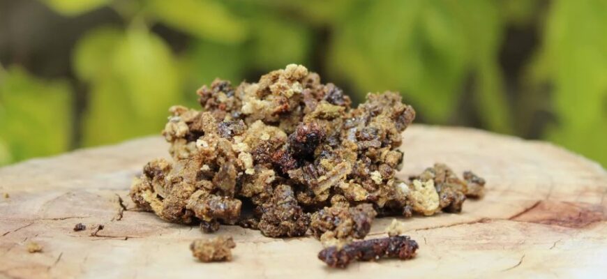 Ефективність та застосування прополісу: все, що потрібно знати