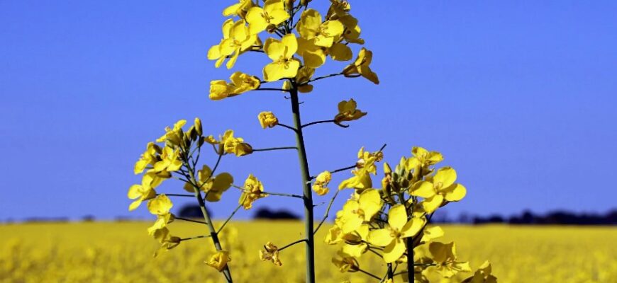 Ріпак: основні властивості, користь та застосування рослини