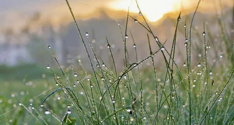 Роса: Визначення, процес утворення та вплив на природу та життя