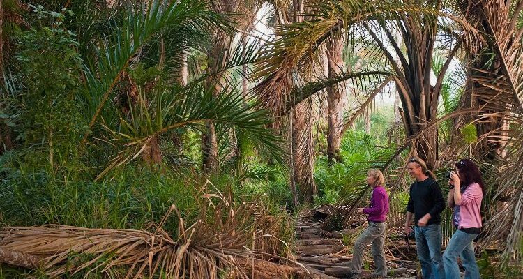 Що таке ротанг: вивчаємо матеріал та його застосування в інтер’єрі