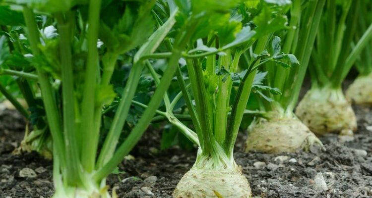 Все про селеру: користь, застосування та секрети вирощування рослини