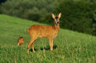 Серна: Визначення, середовище існування та роль у природі України