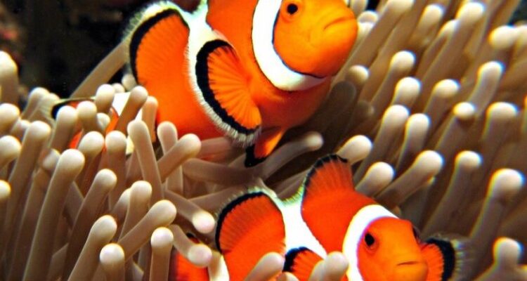 Що таке симбіоз та як він впливає на взаємовідносини в природі?