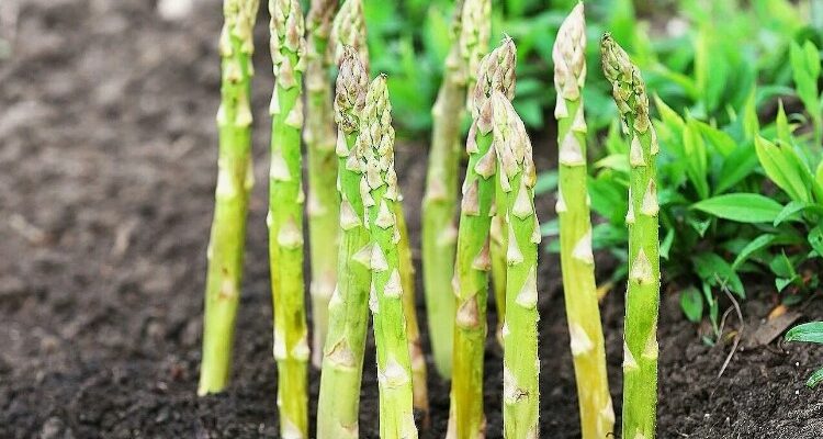 Що Таке Спаржа: Користь, Види та Як Її Вживати для Здоров’я