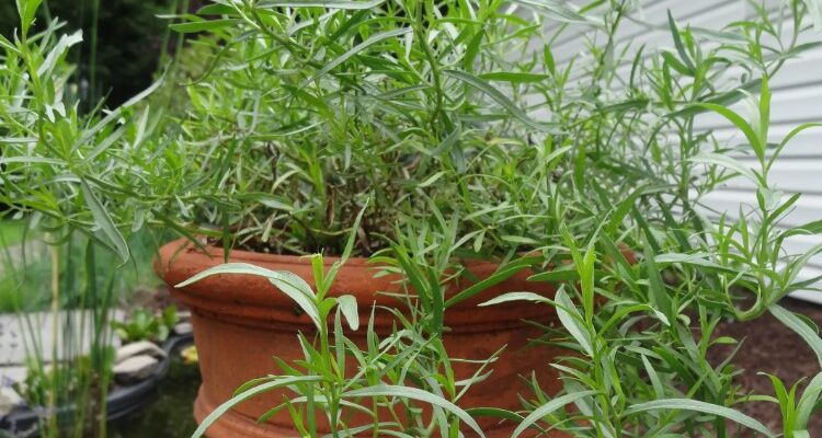 Що таке тархун: користь, застосування та особливості напою