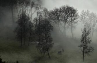 Туман: Причини виникнення та вплив атмосферного явища на природу Туман: Причини виникнення та вплив атмосферного явища на природу