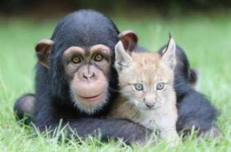 Що таке тварини: визначення, класифікація та цікаві факти
