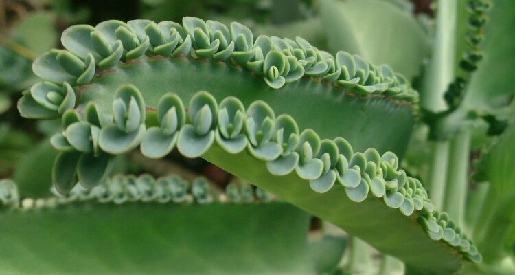 Вегетативне розмноження: Природні методи та їх приклади рослин