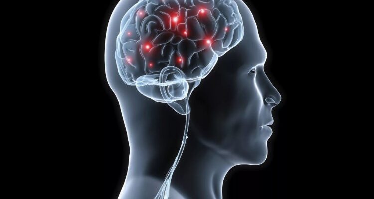 Вища нервова діяльність: визначення, функції та значення для людини