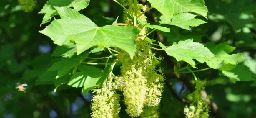 Явір: все, що потрібно знати про дерево, його властивості та застосування