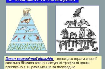 “Біоценоз: Основи та Значення для Екосистем і їх Стабільності”