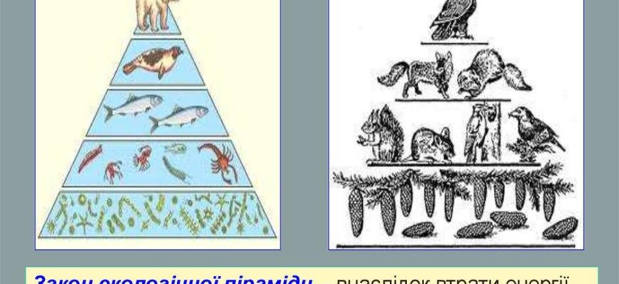 “Біоценоз: Основи та Значення для Екосистем і їх Стабільності”