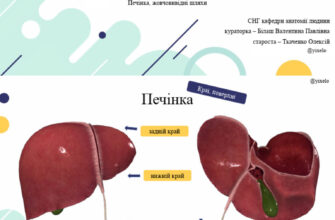 Огляд органів черевної порожнини: структура та функції в нашому тілі
