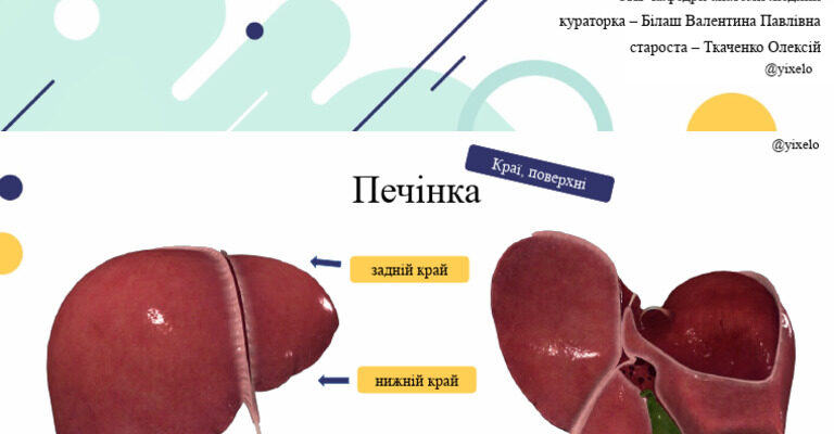 Огляд органів черевної порожнини: структура та функції в нашому тілі