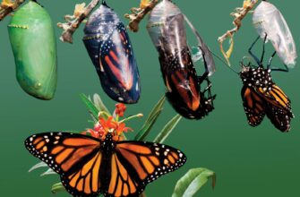 Що таке метаморфоз: визначення, приклади та значення у природі