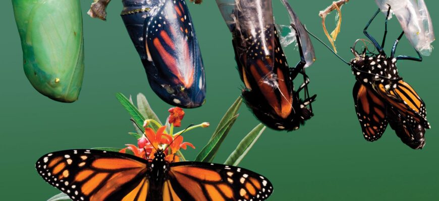 Що таке метаморфоз: визначення, приклади та значення у природі