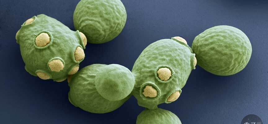 Що таке дріжджі: важливі факти, про які варто знати кожному