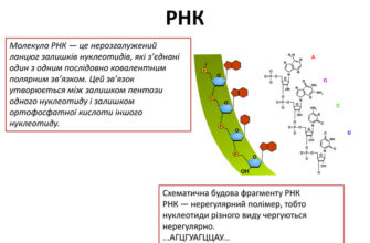Що таке РНК: роль рибонуклеїнової кислоти в житті клітин