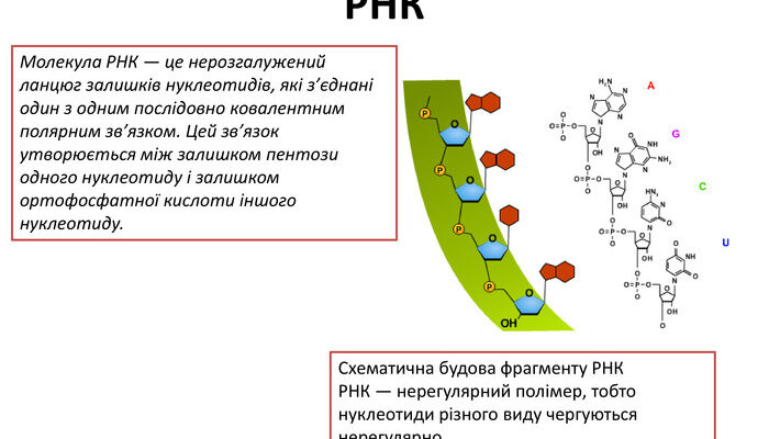 Що таке РНК: роль рибонуклеїнової кислоти в житті клітин